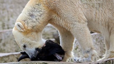 Urso polar comendo a cabeça de um sábio de um grupo de criação que também está sendo