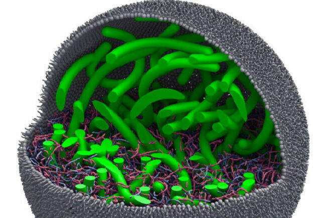 Ilustração de uma célula artificial com citoesqueleto (em verde). Fonte: ICMS