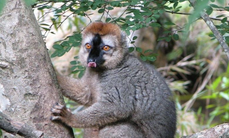 Red fronted lemur (Eulemur rufifrons) Credit: Bernard Gagnon, CC BY-SA 3.0 <