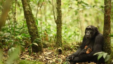 Mãe e bebê chimpanzé sentados em uma floresta - Mãe e bebê chimpanzé em U