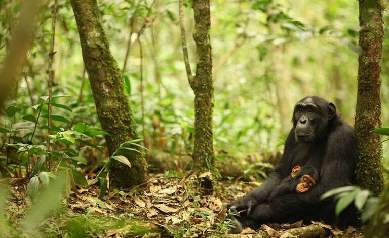 Mãe e bebê chimpanzé sentados em uma floresta - Mãe e bebê chimpanzé em U