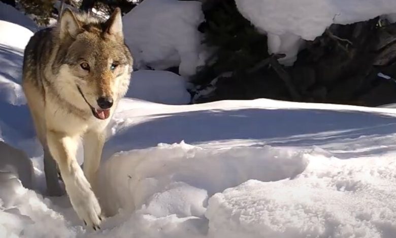 Lobo de um olho só caminhando na neve espessa ao lado de uma câmera instalada em uma trilha.