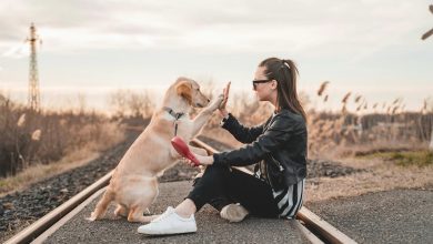 Traga seu animal de estimação morto de volta à vida: como uma clínica do Reino Unido está usando a clonagem de animais