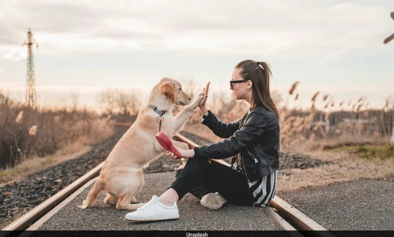 Traga seu animal de estimação morto de volta à vida: como uma clínica do Reino Unido está usando a clonagem de animais