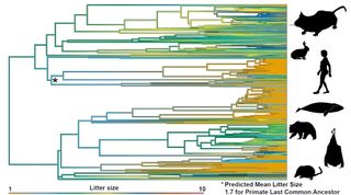 Um diagrama mostrando o tamanho das ninhadas de diferentes tipos de animais