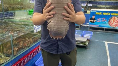 Dr. Nguyen Thanh Son segurando um espécime gigante de outra espécie de isópode gigante.