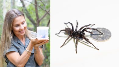 Aranha teia de funil gigante com presas tão grandes que poderia morder uma unha humana chega ao zoológico australiano