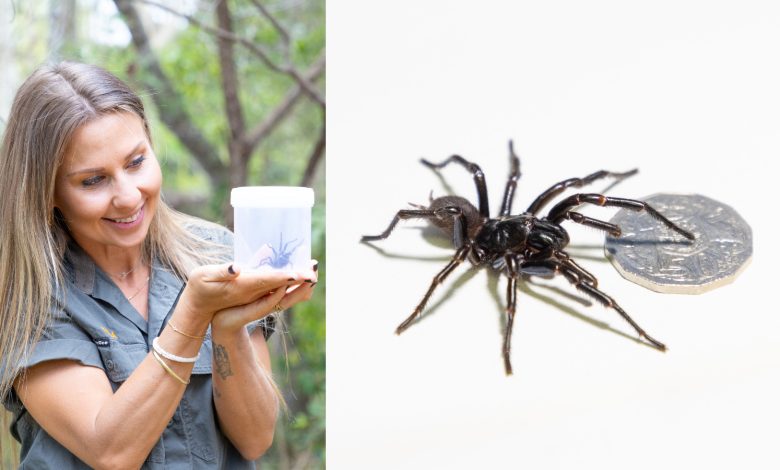 Aranha teia de funil gigante com presas tão grandes que poderia morder uma unha humana chega ao zoológico australiano