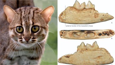 O menor gato do mundo era um pequenino do tamanho da palma da mão que viveu na China há 300 mil anos