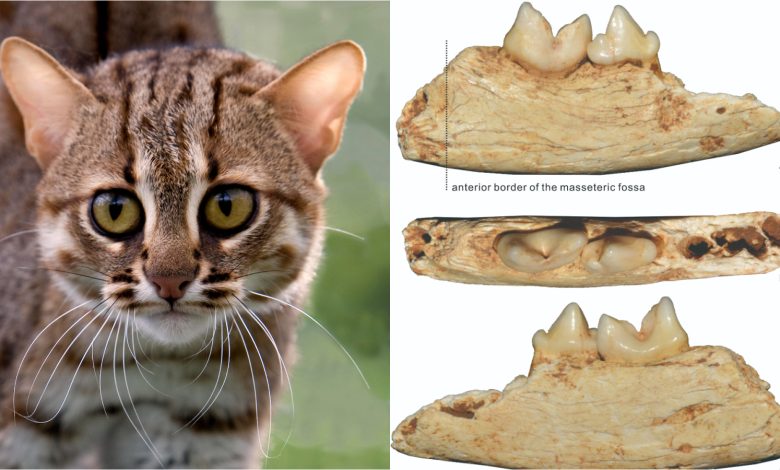 O menor gato do mundo era um pequenino do tamanho da palma da mão que viveu na China há 300 mil anos