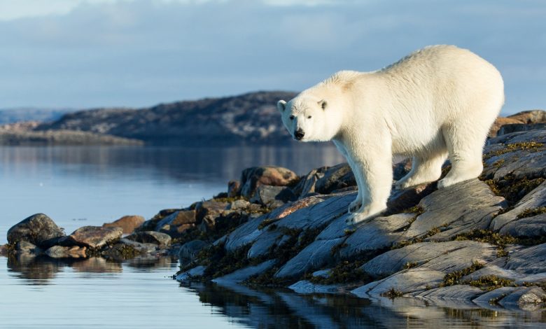 Uma foto de um urso polar olhando para a câmera em pé na costa