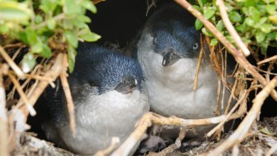 Pinguins traidores são importantes para o divórcio e outros segredos de criação revelados