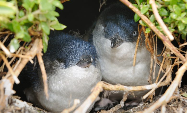 Pinguins traidores são importantes para o divórcio e outros segredos de criação revelados