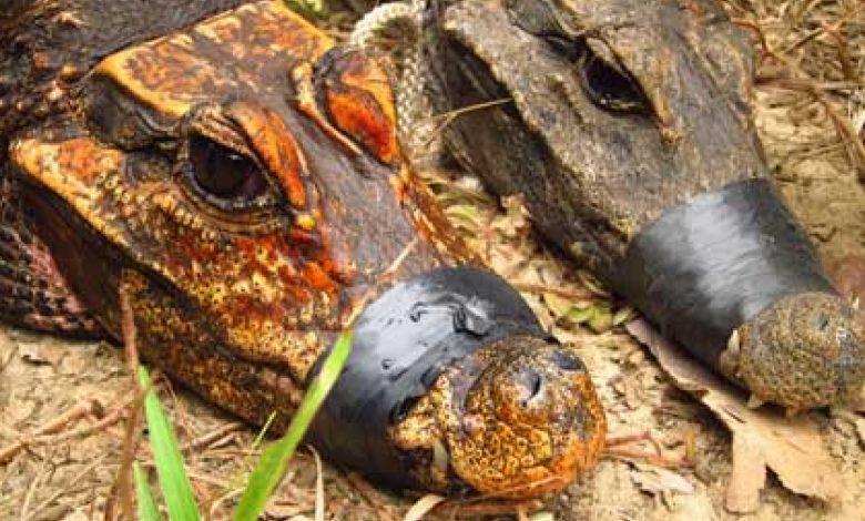 Crocodilos da caverna anã laranja: os crocodilos que rastejaram para dentro de uma caverna, comeram morcegos e começaram a se transformar em uma nova espécie