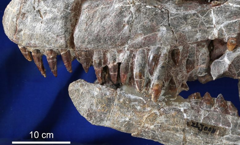 Crânio da nova espécie de dinossauro sauropodomorfo.