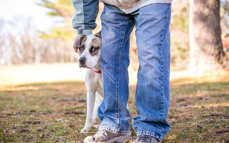 Um cachorro nervoso se esconde atrás da perna do dono.