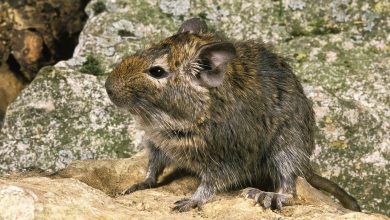 Degu comum: hamsters enormes com sociedades governadas pelo xixi