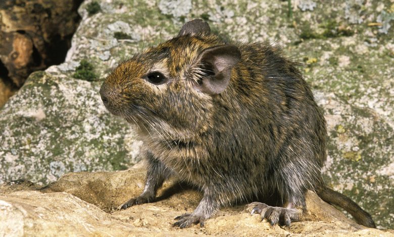 Degu comum: hamsters enormes com sociedades governadas pelo xixi