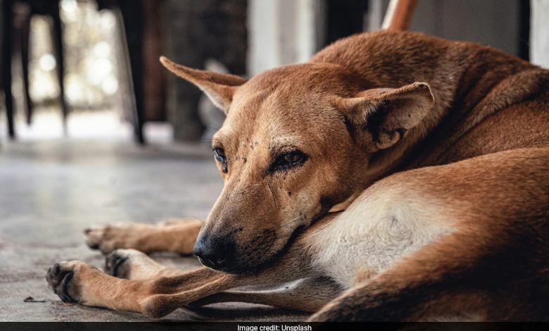 Marrocos abaterá 3 milhões de cães antes da Copa do Mundo FIFA de 2030. Aqui está o porquê