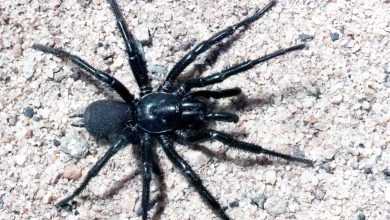 Aranha teia de funil de Sydney (Atrax robustus) macho.