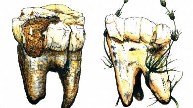 Uma ilustração de dois dos sete molares do Australopithecus, descobertos na África do Sul, que foram amostrados em uma nova pesquisa que explora a dieta deste importante ancestral humano. A imagem foi divulgada em 16 de janeiro de 2025