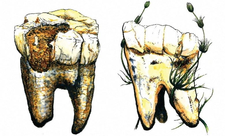 Uma ilustração de dois dos sete molares do Australopithecus, descobertos na África do Sul, que foram amostrados em uma nova pesquisa que explora a dieta deste importante ancestral humano. A imagem foi divulgada em 16 de janeiro de 2025