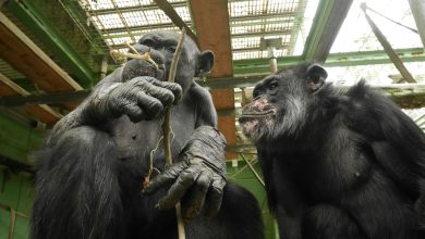 Dois chimpanzés num recinto, comendo folhas.