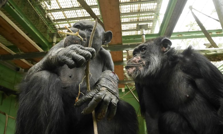 Dois chimpanzés num recinto, comendo folhas.