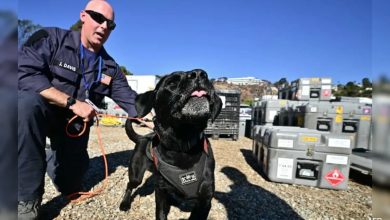 Cães são inestimáveis ​​na busca massiva por vítimas de incêndio em Los Angeles