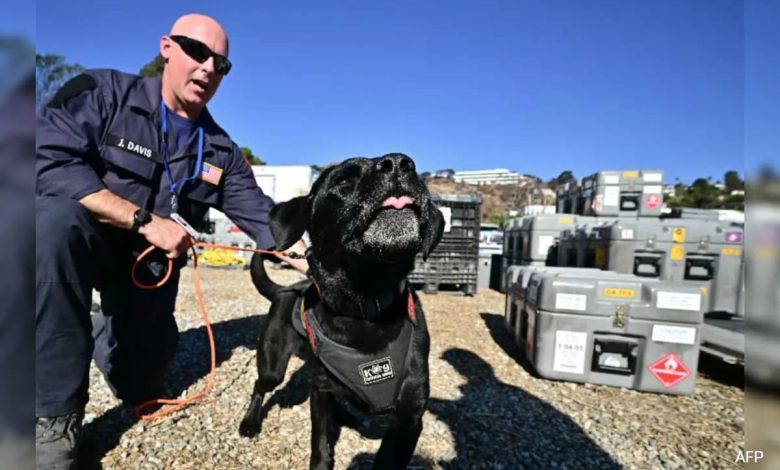 Cães são inestimáveis ​​na busca massiva por vítimas de incêndio em Los Angeles