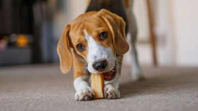 Mastigações para cães fabricadas na China estão associadas à síndrome de lobisomem no Reino Unido, veterinários alertam os proprietários