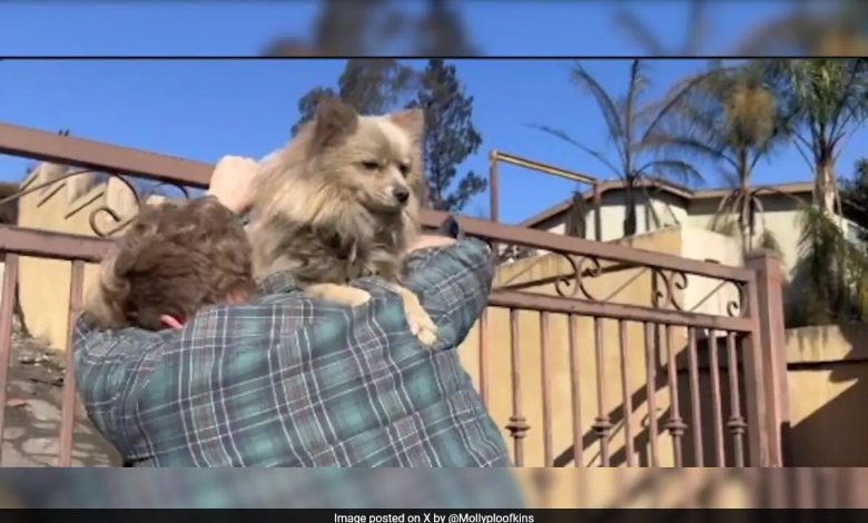 "You Are Alive": o reencontro choroso de um homem americano com um cachorro após um incêndio devastador